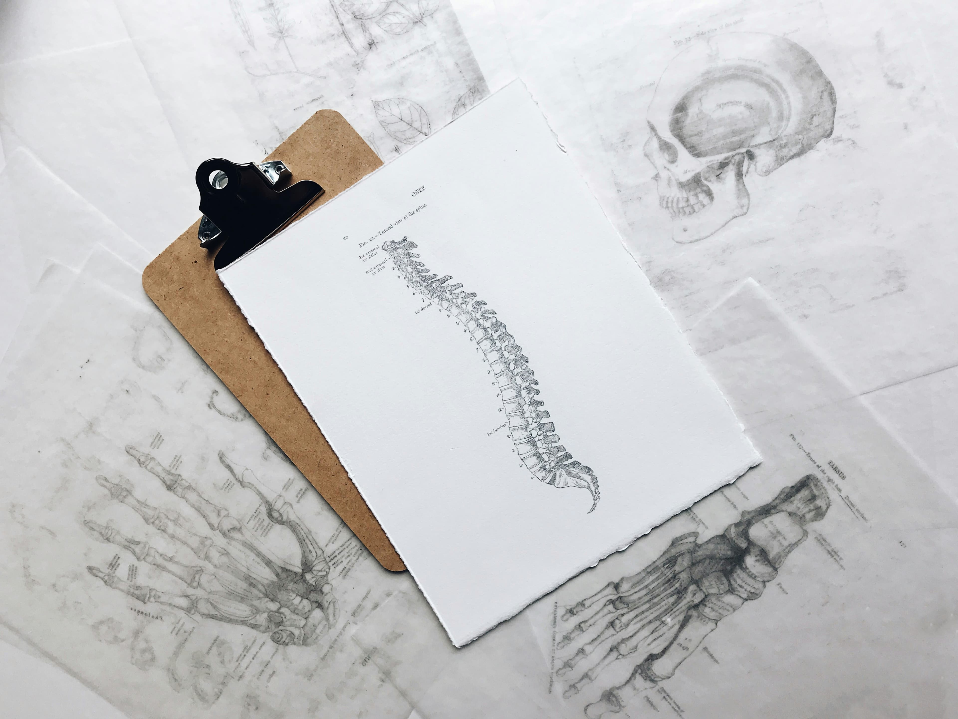 A sketch of a human spine — careful anatomical detail, the physical and psychological backbone of recovery after injury